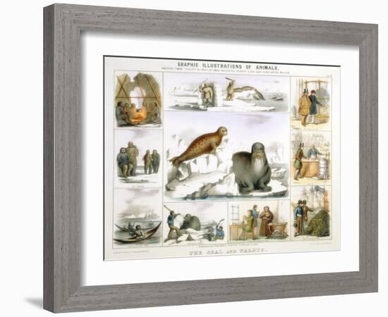 The Seal and the Walrus, C1850-Benjamin Waterhouse Hawkins-Framed Giclee Print