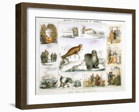 The Seal and the Walrus, C1850-Benjamin Waterhouse Hawkins-Framed Giclee Print