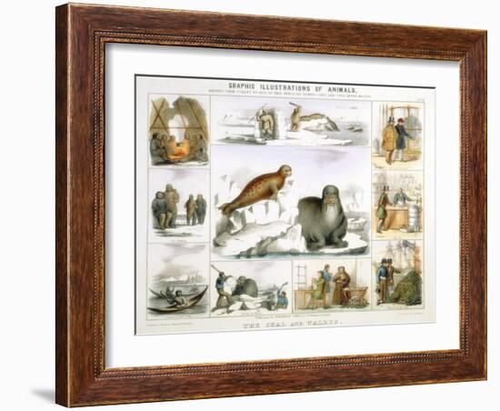 The Seal and the Walrus, C1850-Benjamin Waterhouse Hawkins-Framed Giclee Print