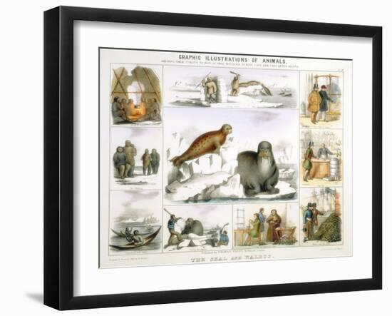 The Seal and the Walrus, C1850-Benjamin Waterhouse Hawkins-Framed Giclee Print