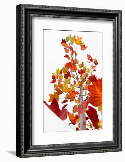 The Season Glow-Philippe Sainte-Laudy-Framed Photographic Print