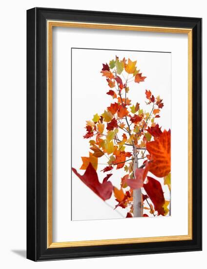 The Season Glow-Philippe Sainte-Laudy-Framed Photographic Print