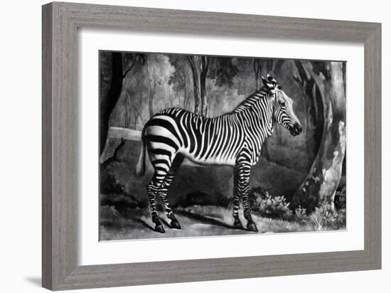 The Sebra, or Wild Ass, Engraved by George Townley Stubbs, 1771 (Mezzotint)-George Stubbs-Framed Giclee Print