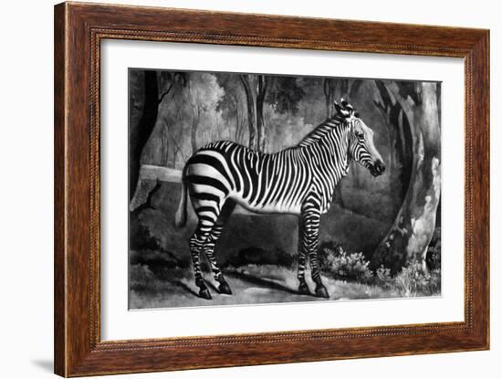 The Sebra, or Wild Ass, Engraved by George Townley Stubbs, 1771 (Mezzotint)-George Stubbs-Framed Giclee Print