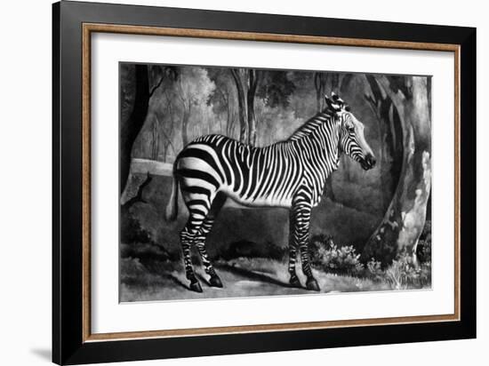 The Sebra, or Wild Ass, Engraved by George Townley Stubbs, 1771 (Mezzotint)-George Stubbs-Framed Giclee Print