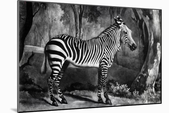 The Sebra, or Wild Ass, Engraved by George Townley Stubbs, 1771 (Mezzotint)-George Stubbs-Mounted Giclee Print