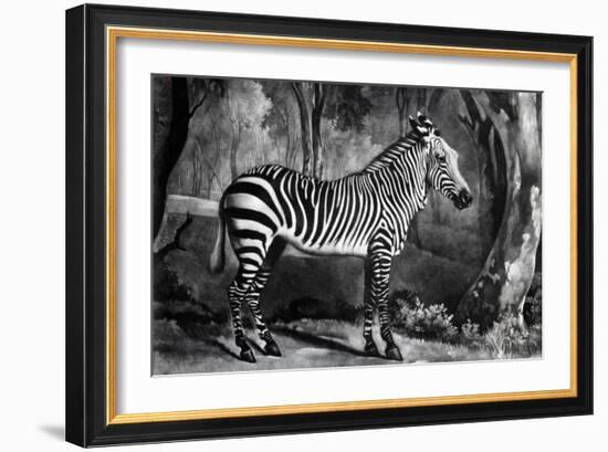 The Sebra, or Wild Ass, Engraved by George Townley Stubbs, 1771 (Mezzotint)-George Stubbs-Framed Giclee Print