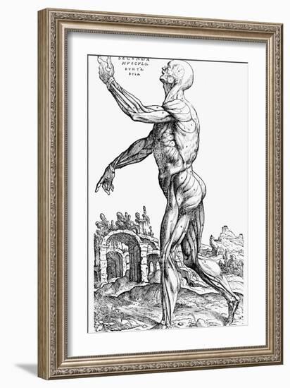 The Second Plate of the Muscles, from Book II of De Humani Corporis Fabrica, 1543-Andreas Vesalius-Framed Giclee Print