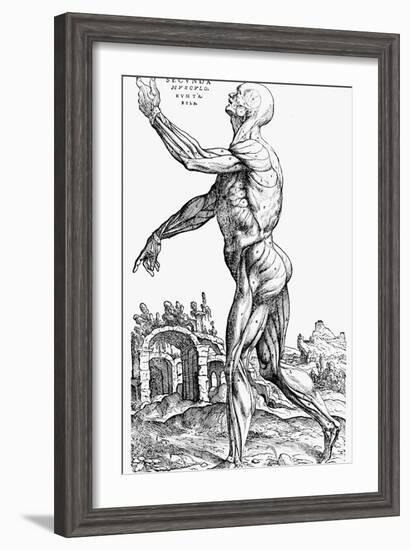 The Second Plate of the Muscles, from Book II of De Humani Corporis Fabrica, 1543-Andreas Vesalius-Framed Giclee Print