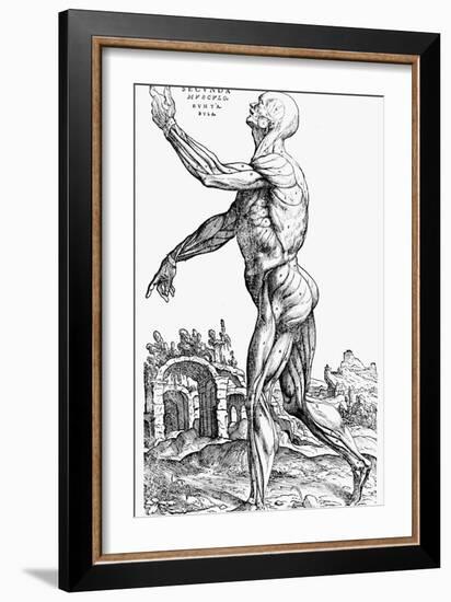 The Second Plate of the Muscles, from Book II of De Humani Corporis Fabrica, 1543-Andreas Vesalius-Framed Giclee Print