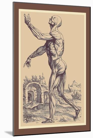 The Second Plate of the Muscles-Andreas Vesalius-Mounted Art Print
