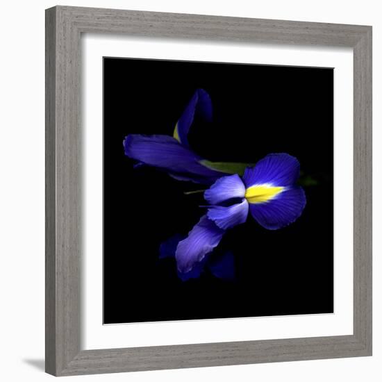 The Sensuality Of The Blue Iris-Magda Indigo-Framed Photographic Print