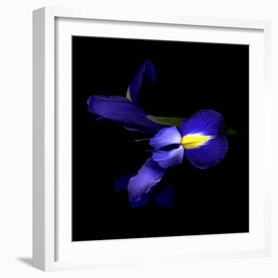 The Sensuality Of The Blue Iris-Magda Indigo-Framed Photographic Print