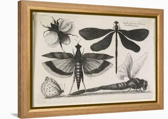 The Set of Butterflies, One of Twelve, 1646-Wenceslaus Hollar-Framed Premier Image Canvas