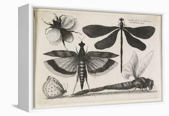 The Set of Butterflies, One of Twelve, 1646-Wenceslaus Hollar-Framed Premier Image Canvas