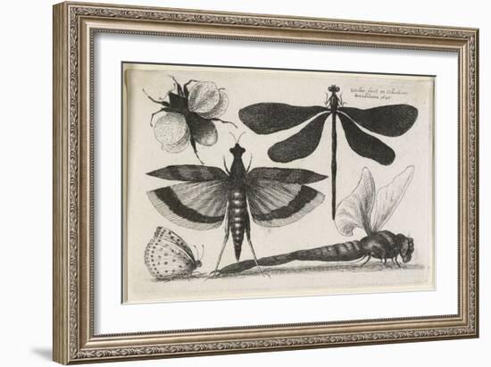 The Set of Butterflies, One of Twelve, 1646-Wenceslaus Hollar-Framed Giclee Print