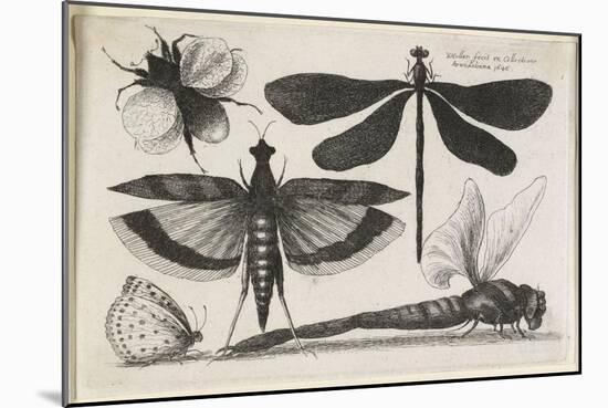 The Set of Butterflies, One of Twelve, 1646-Wenceslaus Hollar-Mounted Giclee Print