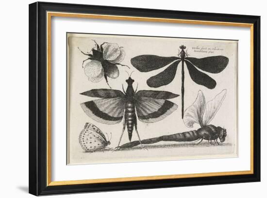 The Set of Butterflies, One of Twelve, 1646-Wenceslaus Hollar-Framed Giclee Print