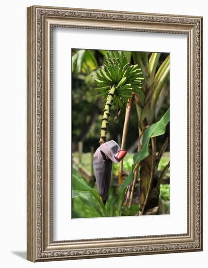 The Seychelles, La Digue, Banana Plant-Catharina Lux-Framed Photographic Print