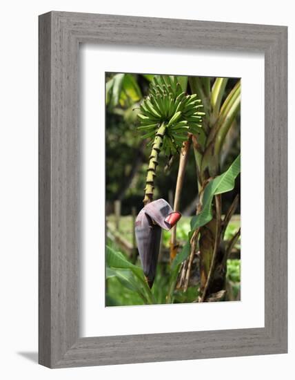 The Seychelles, La Digue, Banana Plant-Catharina Lux-Framed Photographic Print