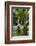 The Seychelles, La Digue, Banana Plant-Catharina Lux-Framed Photographic Print