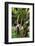 The Seychelles, La Digue, Banana Plant-Catharina Lux-Framed Photographic Print