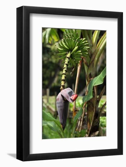 The Seychelles, La Digue, Banana Plant-Catharina Lux-Framed Photographic Print