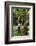 The Seychelles, La Digue, Banana Plant-Catharina Lux-Framed Photographic Print