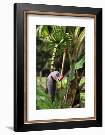 The Seychelles, La Digue, Banana Plant-Catharina Lux-Framed Photographic Print