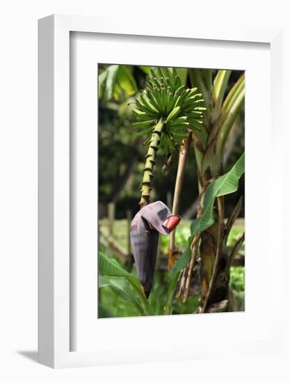 The Seychelles, La Digue, Banana Plant-Catharina Lux-Framed Photographic Print