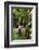 The Seychelles, La Digue, Banana Plant-Catharina Lux-Framed Photographic Print