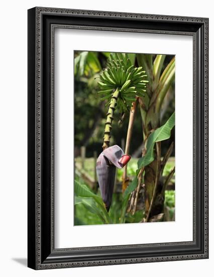 The Seychelles, La Digue, Banana Plant-Catharina Lux-Framed Photographic Print