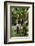 The Seychelles, La Digue, Banana Plant-Catharina Lux-Framed Photographic Print