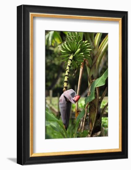 The Seychelles, La Digue, Banana Plant-Catharina Lux-Framed Photographic Print