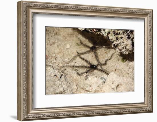 The Seychelles, La Digue, Beach, Starfishes-Catharina Lux-Framed Photographic Print