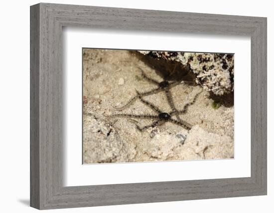 The Seychelles, La Digue, Beach, Starfishes-Catharina Lux-Framed Photographic Print