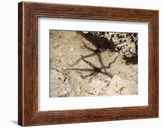 The Seychelles, La Digue, Beach, Starfishes-Catharina Lux-Framed Photographic Print