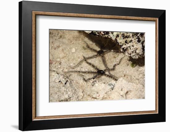 The Seychelles, La Digue, Beach, Starfishes-Catharina Lux-Framed Photographic Print