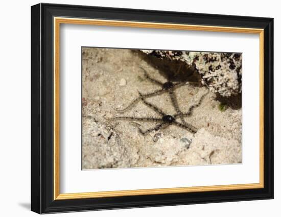 The Seychelles, La Digue, Beach, Starfishes-Catharina Lux-Framed Photographic Print