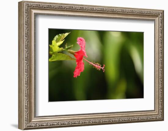 The Seychelles, La Digue, Hibiscus, Red Blossom-Catharina Lux-Framed Photographic Print