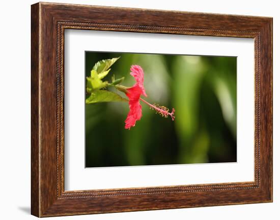 The Seychelles, La Digue, Hibiscus, Red Blossom-Catharina Lux-Framed Photographic Print