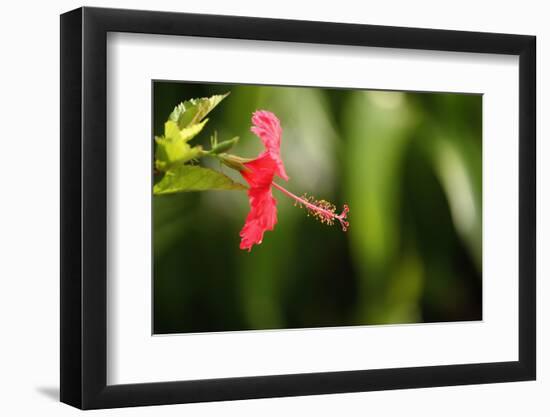 The Seychelles, La Digue, Hibiscus, Red Blossom-Catharina Lux-Framed Photographic Print