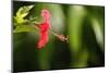 The Seychelles, La Digue, Hibiscus, Red Blossom-Catharina Lux-Mounted Photographic Print