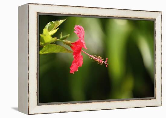 The Seychelles, La Digue, Hibiscus, Red Blossom-Catharina Lux-Framed Premier Image Canvas