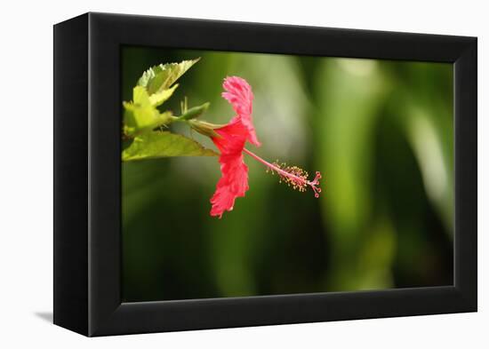 The Seychelles, La Digue, Hibiscus, Red Blossom-Catharina Lux-Framed Premier Image Canvas