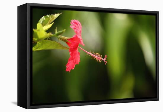 The Seychelles, La Digue, Hibiscus, Red Blossom-Catharina Lux-Framed Premier Image Canvas