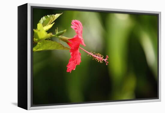 The Seychelles, La Digue, Hibiscus, Red Blossom-Catharina Lux-Framed Premier Image Canvas