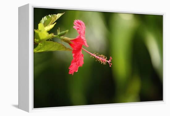 The Seychelles, La Digue, Hibiscus, Red Blossom-Catharina Lux-Framed Premier Image Canvas