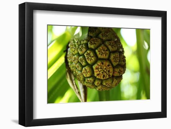 The Seychelles, La Digue, Pandanus-Catharina Lux-Framed Photographic Print