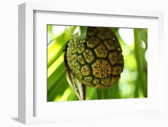 The Seychelles, La Digue, Pandanus-Catharina Lux-Framed Photographic Print